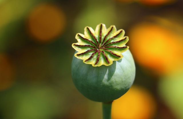 опиум